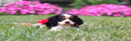 Cavalier King Charles Spaniel dogs for sale: Cooper - Ad 7