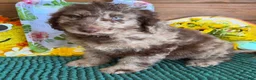 Miniature Labradoodle dogs for sale: Speck - Ad 3