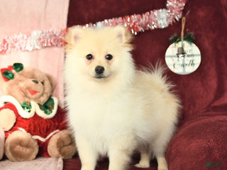 Pomeranian dogs Pogo - Ad 31