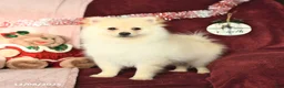 Pomeranian dogs for sale: Pogo - Ad 4