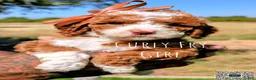 Cavapoo dogs for sale: CURLY FRY  - Ad 1