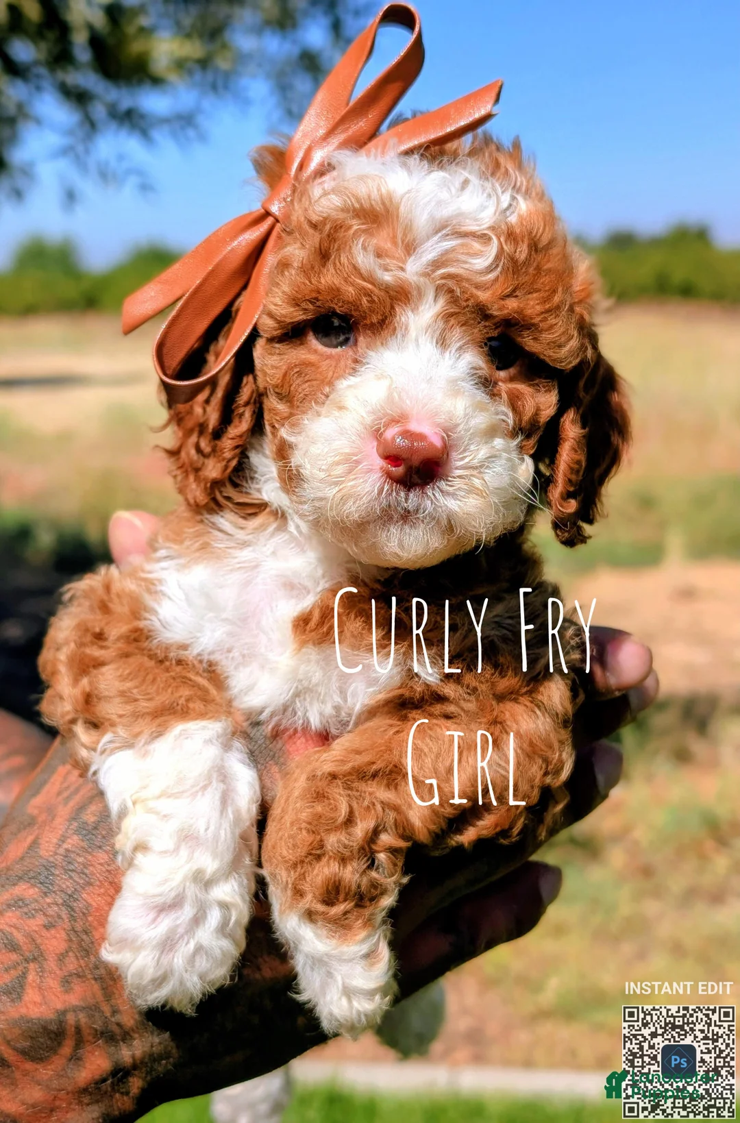 Cavapoo dogs for sale: CURLY FRY  - Ad 1