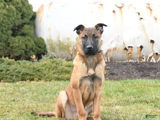 Belgian Malinois dogs Pablo - Ad 35