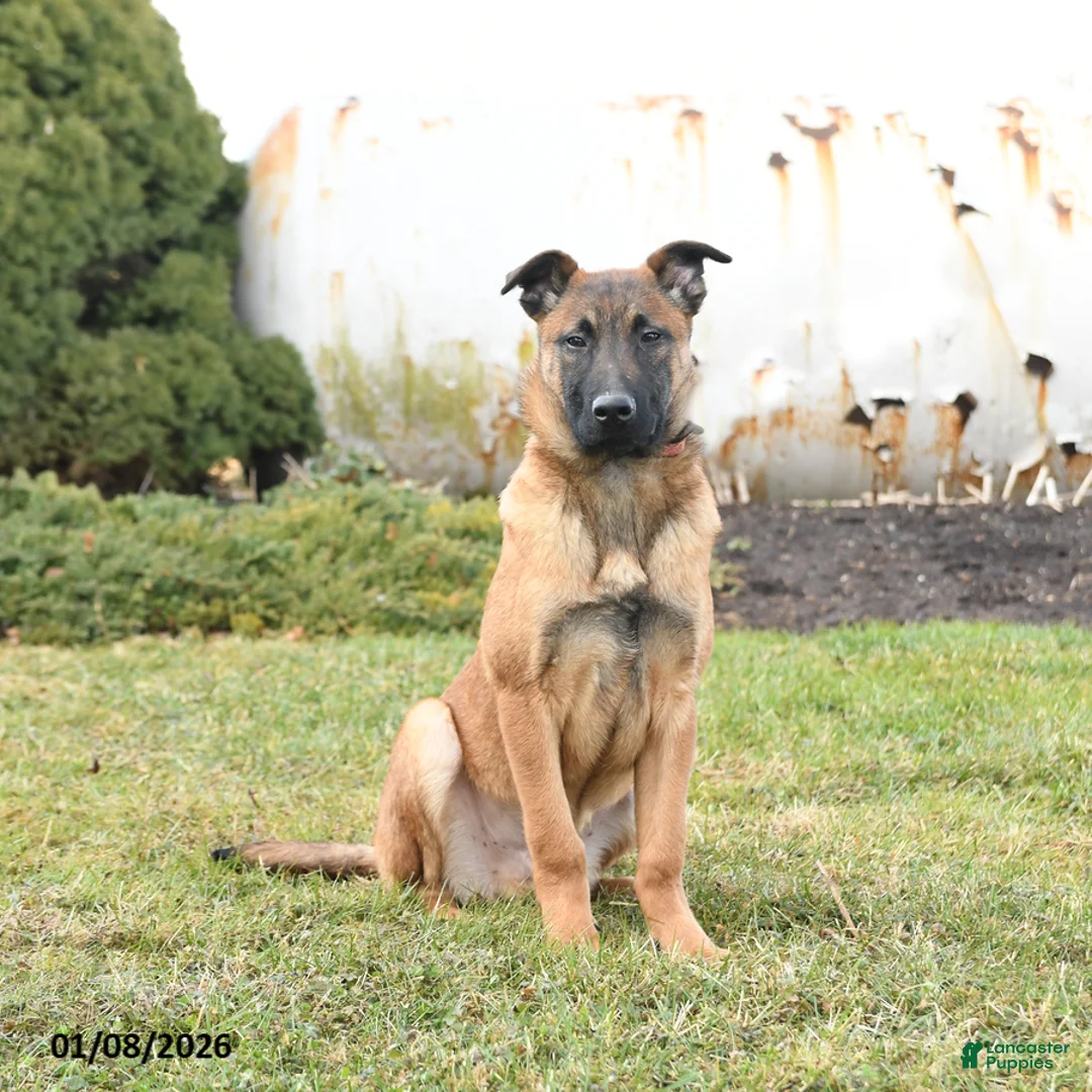 Belgian Malinois dogs for sale: Pablo  - Ad 1