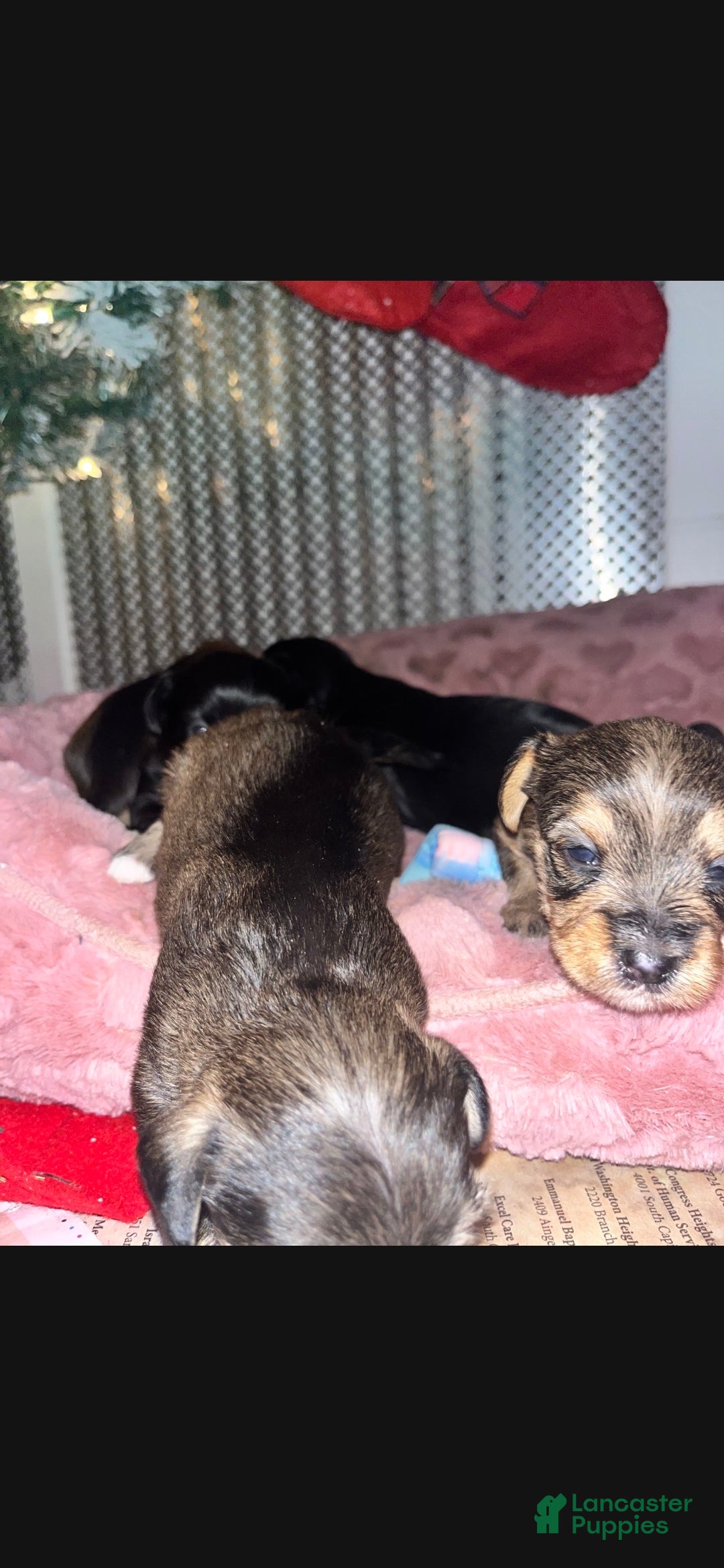 Mixed Breed dogs Mixed Breed Puppy 1 - Ad 3