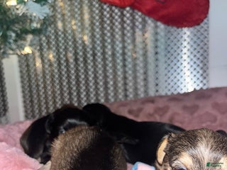 Mixed Breed dogs for sale: Mixed Breed Puppy 1 - Ad 2