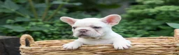 French Bulldog dogs for sale:  Fiona Rose🎀 - Ad 10