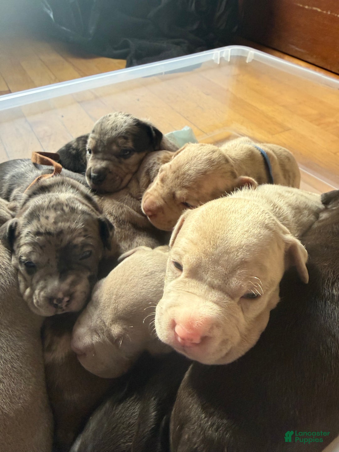 American Bully dogs for sale: King - Ad 10