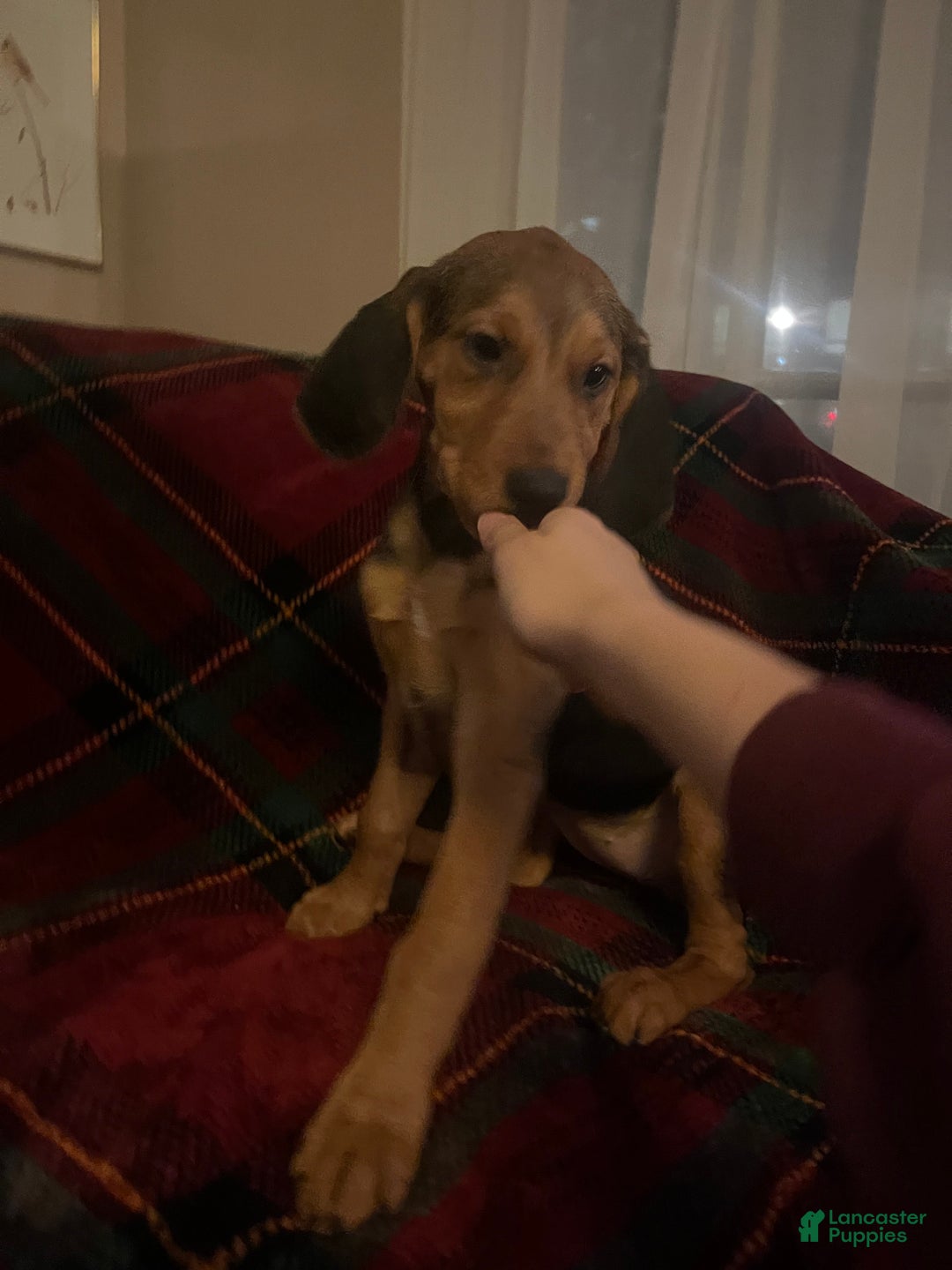 Mixed Breed dogs for sale: Daisy  - Ad 5