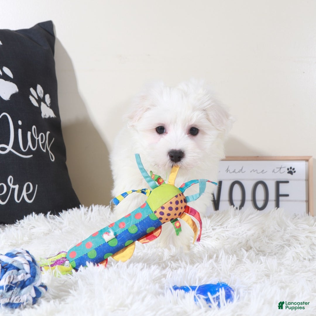 Maltese dogs for sale: Maltese Puppy Baloo - Ad 2