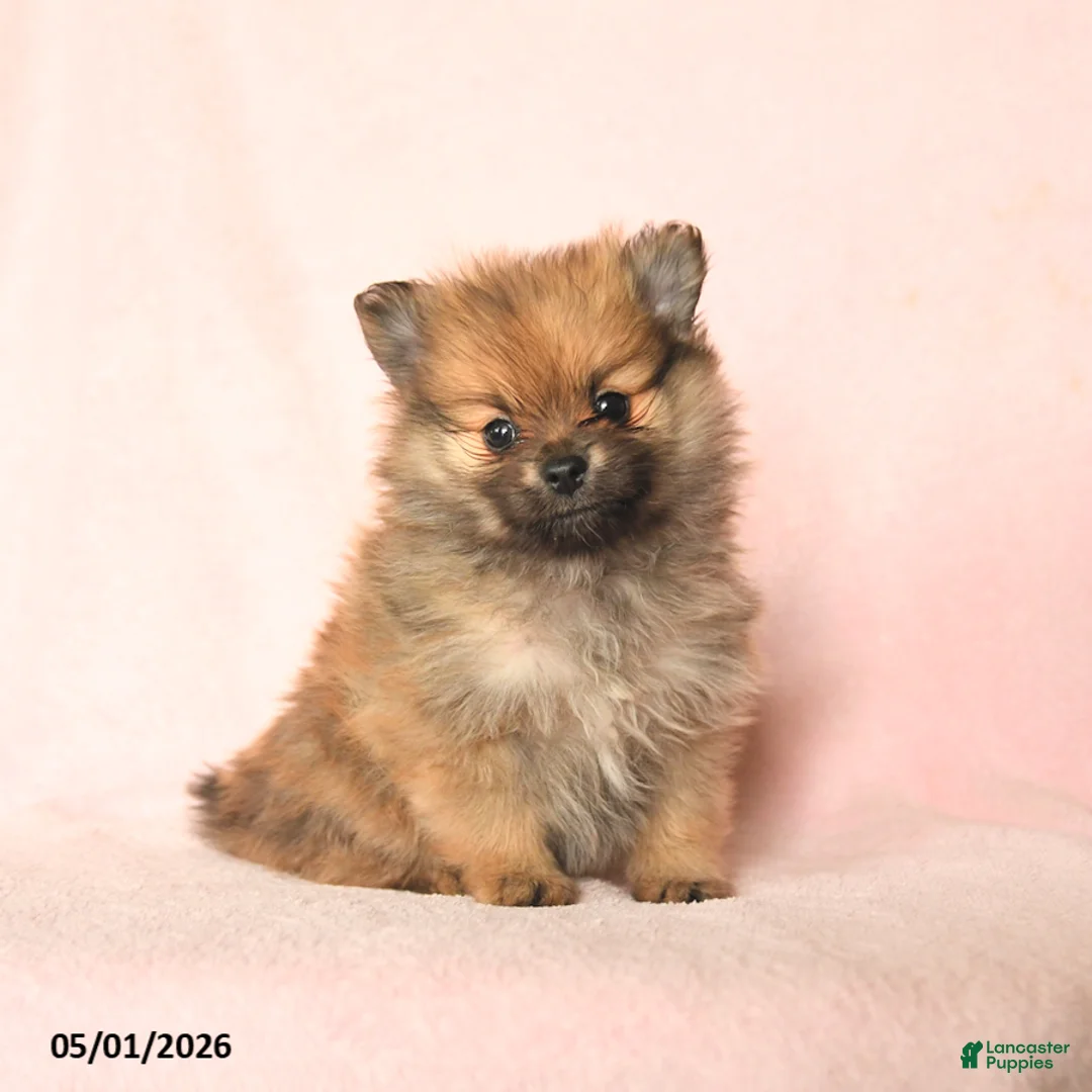 Pomeranian dogs for sale: Leo - Ad 1
