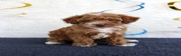 Toy Poodle dogs for sale: Piper - Ad 4