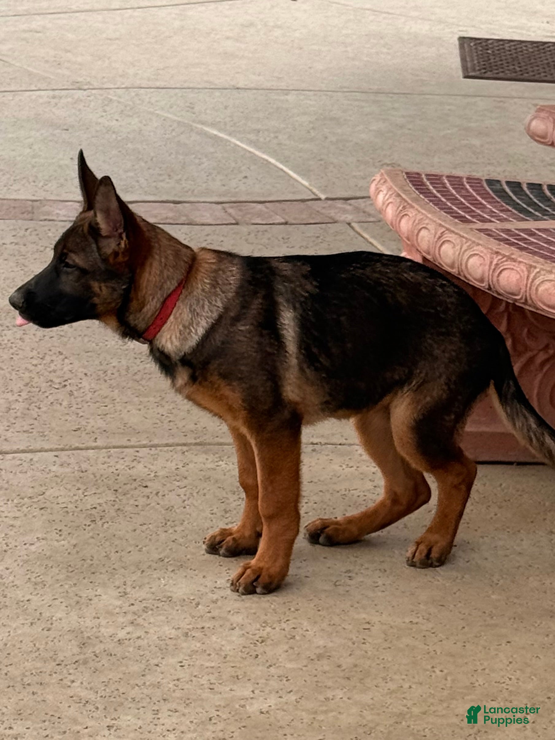 German Shepherd dogs for sale: Ruby - Ad 1