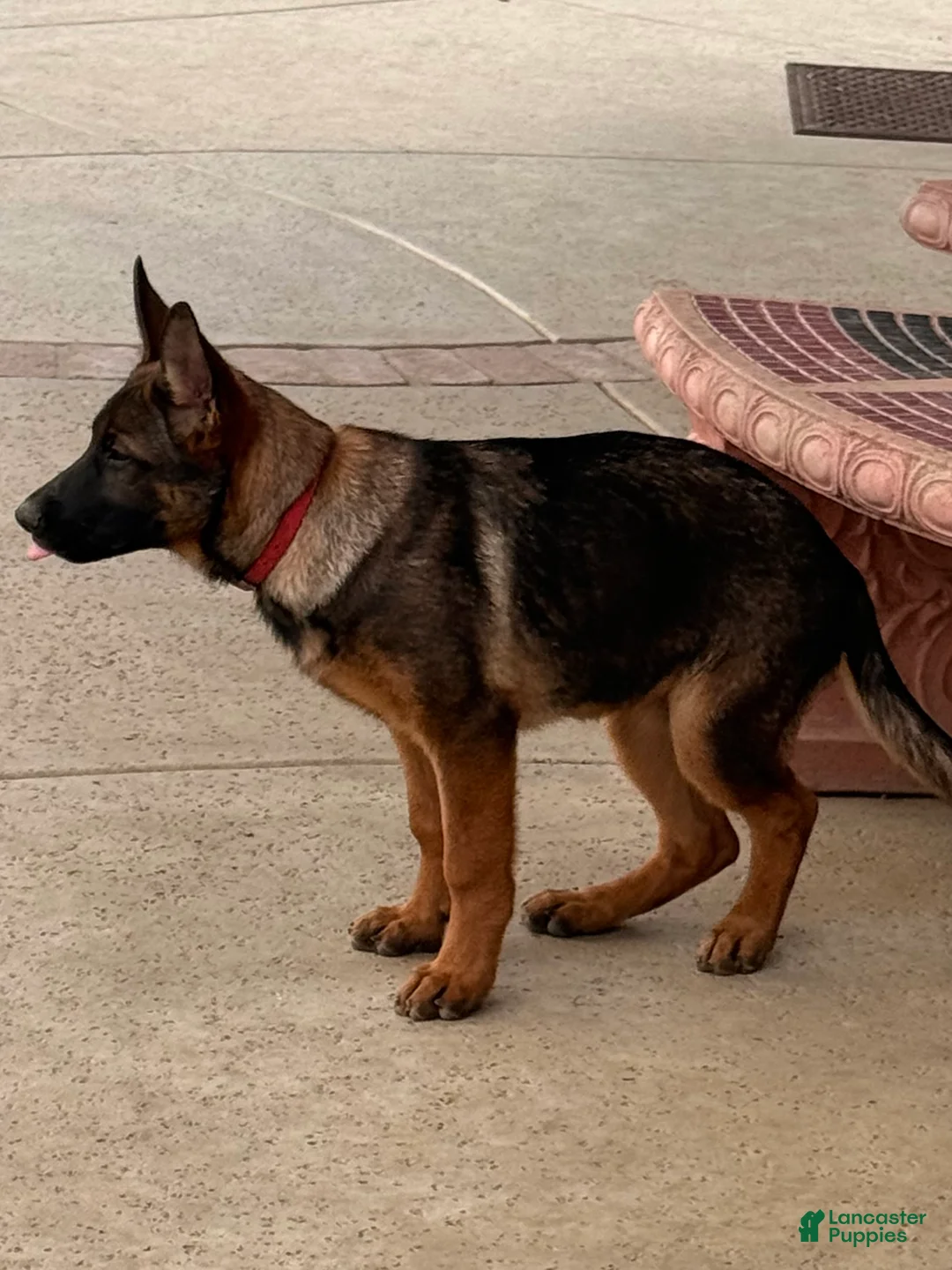 German Shepherd dogs for sale: Ruby - Ad 1