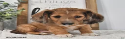 Miniature Dachshund dogs for sale: Miles - Ad 3