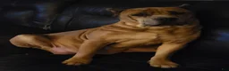 Cane Corso dogs for sale: Cane Corso 6 - Ad 2