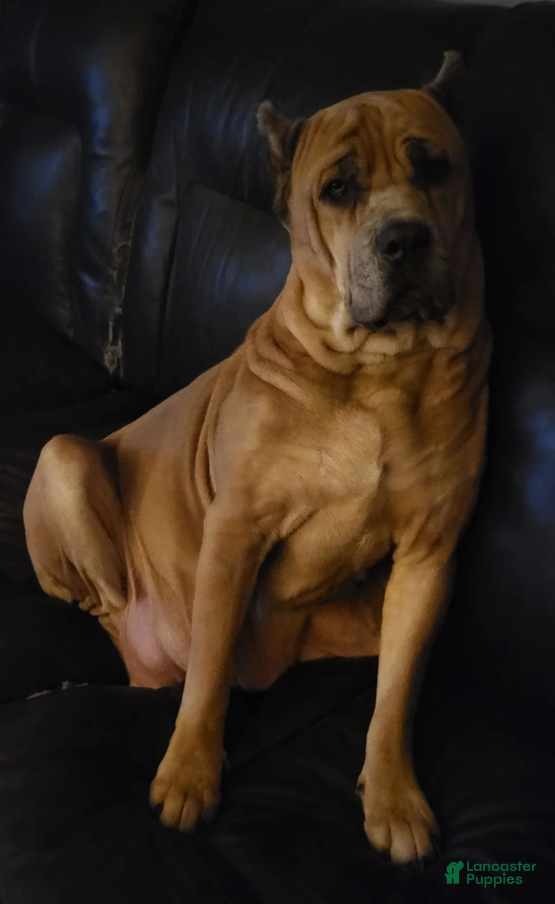 Cane Corso dogs for sale: Cane Corso 6 - Ad 2