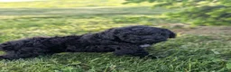 Miniature Poodle dogs for sale: Miniature Poodle Puppy 2 - Ad 4