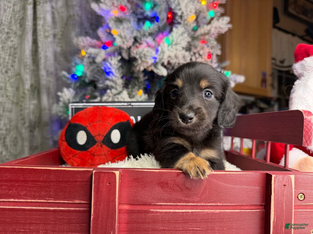 Miniature Dachshund dogs for sale: Champion Pra clear Carrie’s Cream - Ad 2