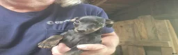 Miniature Pinscher dogs for sale: Gracie - Ad 3