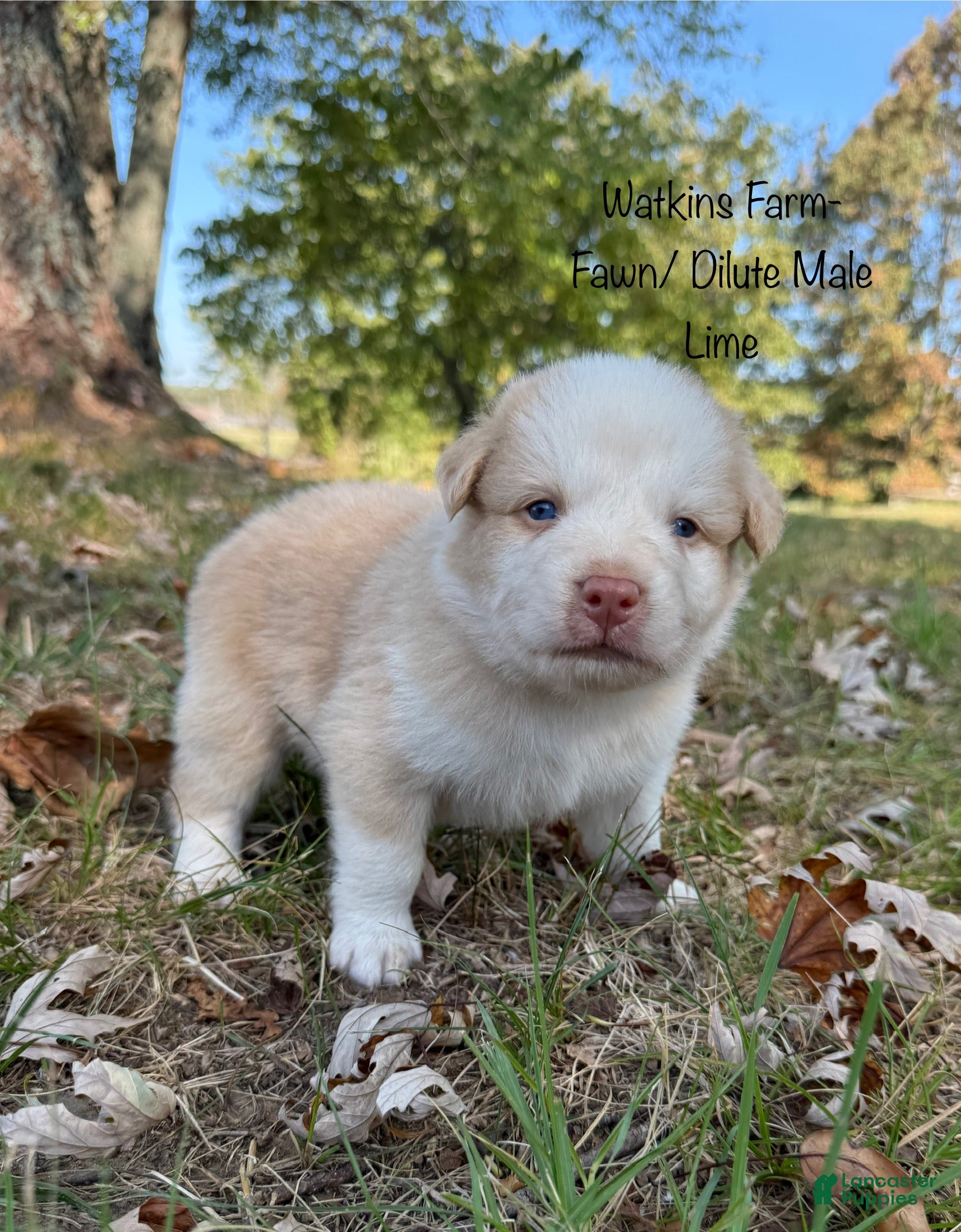 Australian Shepherd dogs Lime - Ad 1