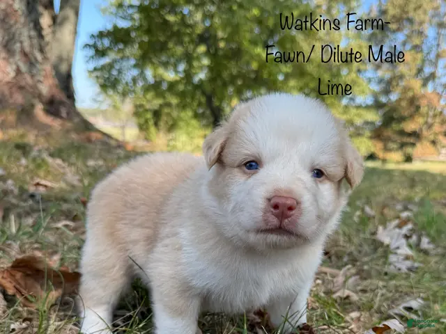 Australian Shepherd dogs for sale: Lime - Ad 2