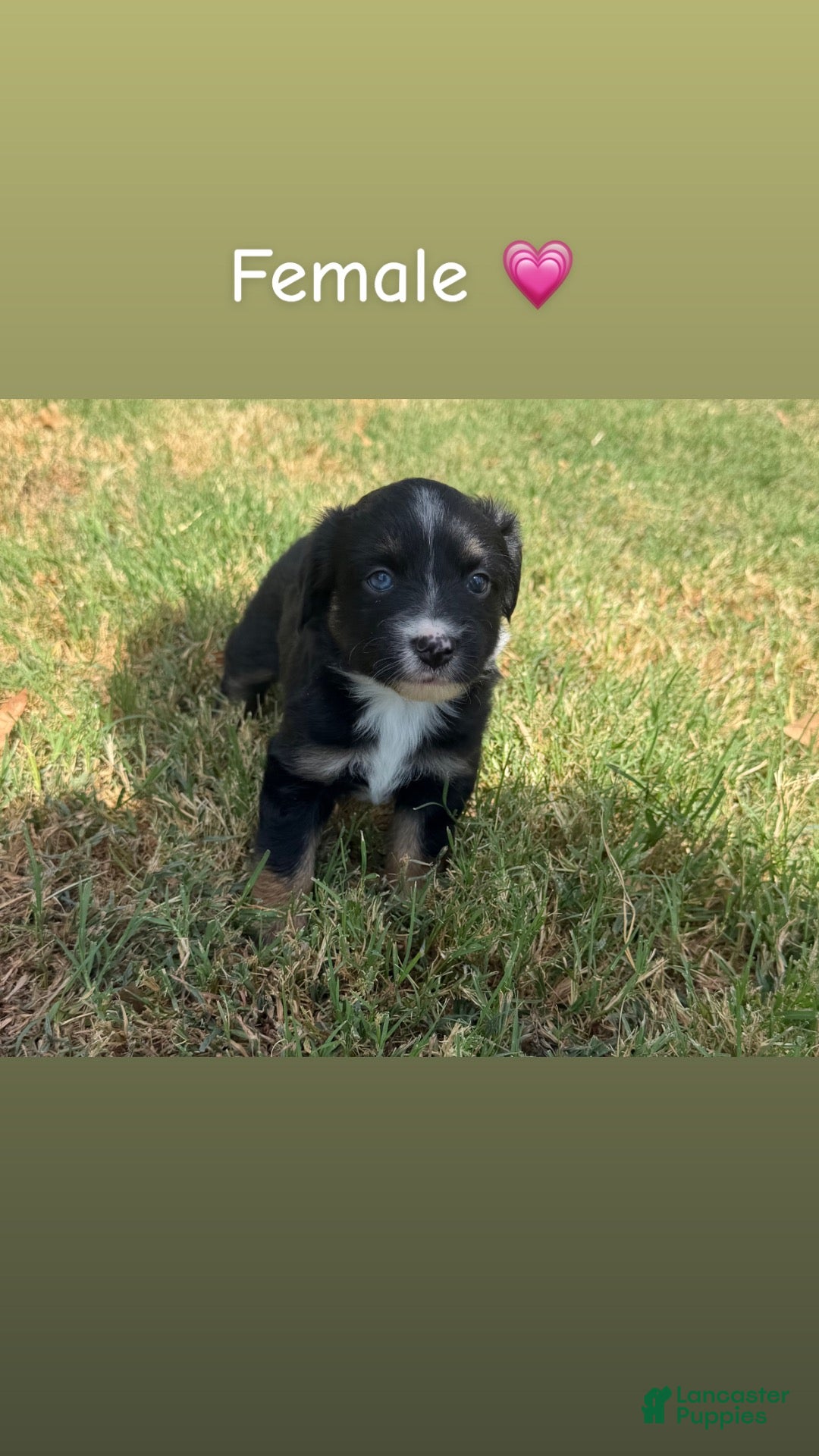 Miniature Australian Shepherd dogs Miniature Australian Shepherd 6 - Ad 21