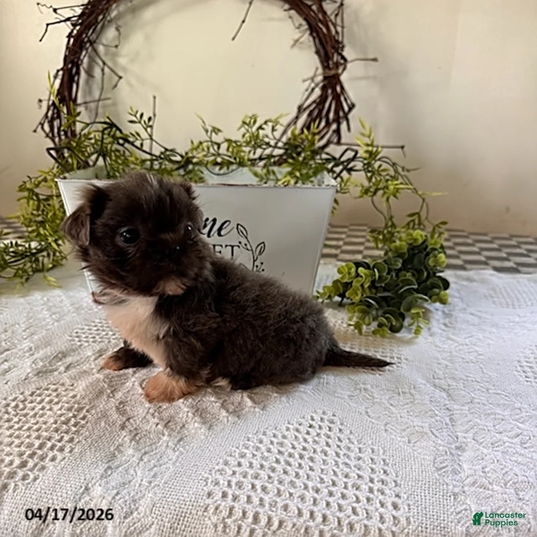 Shih Tzu dogs for sale: Jake - Ad 3