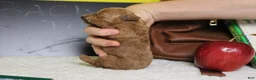Mixed Breed dogs for sale: Tangerine - Ad 7