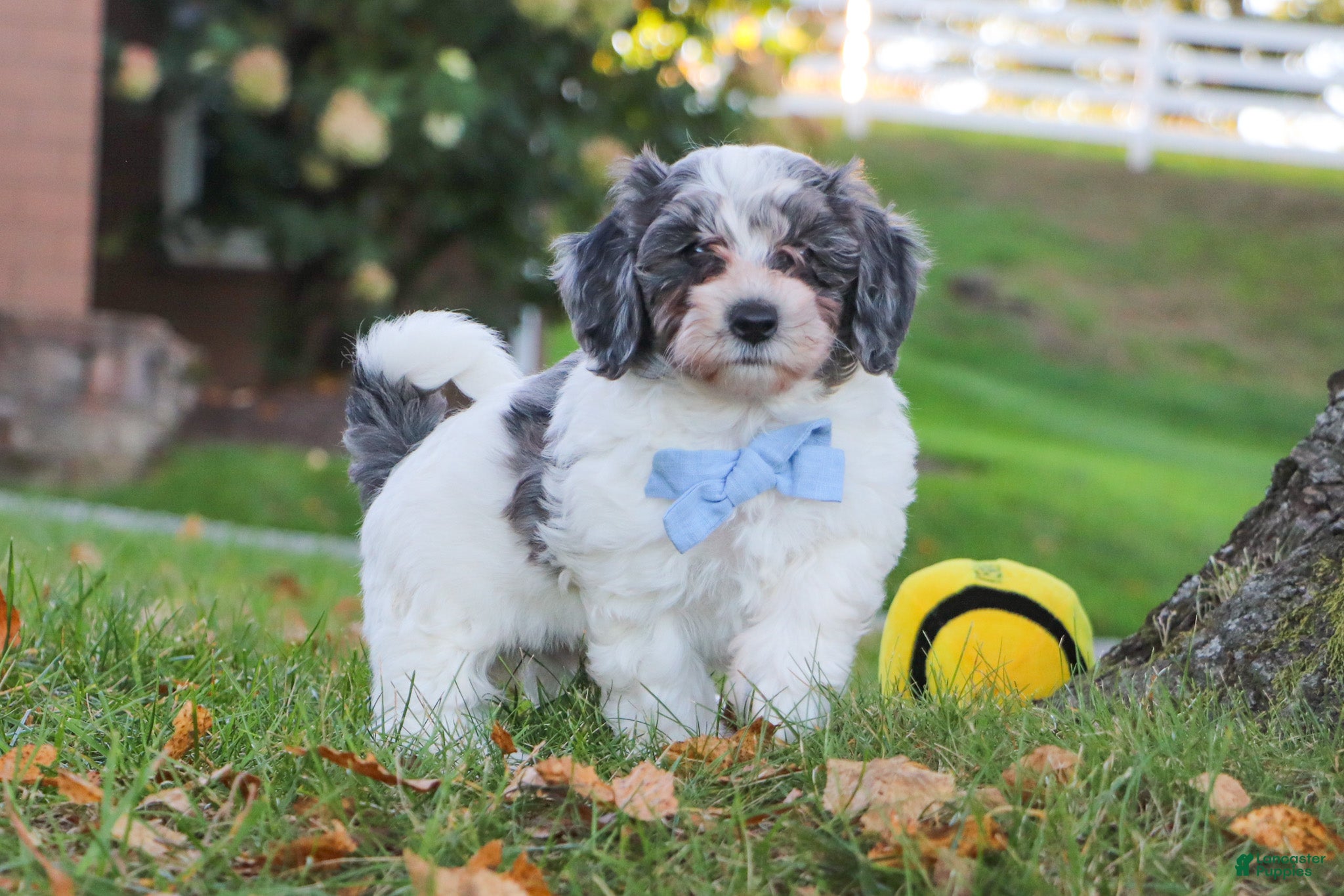 Mini Goldendoodle dogs Scout - Ad 1