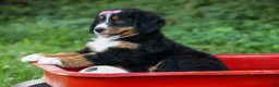 Bernese Mountain Dog dogs for sale: SALLY - Ad 5