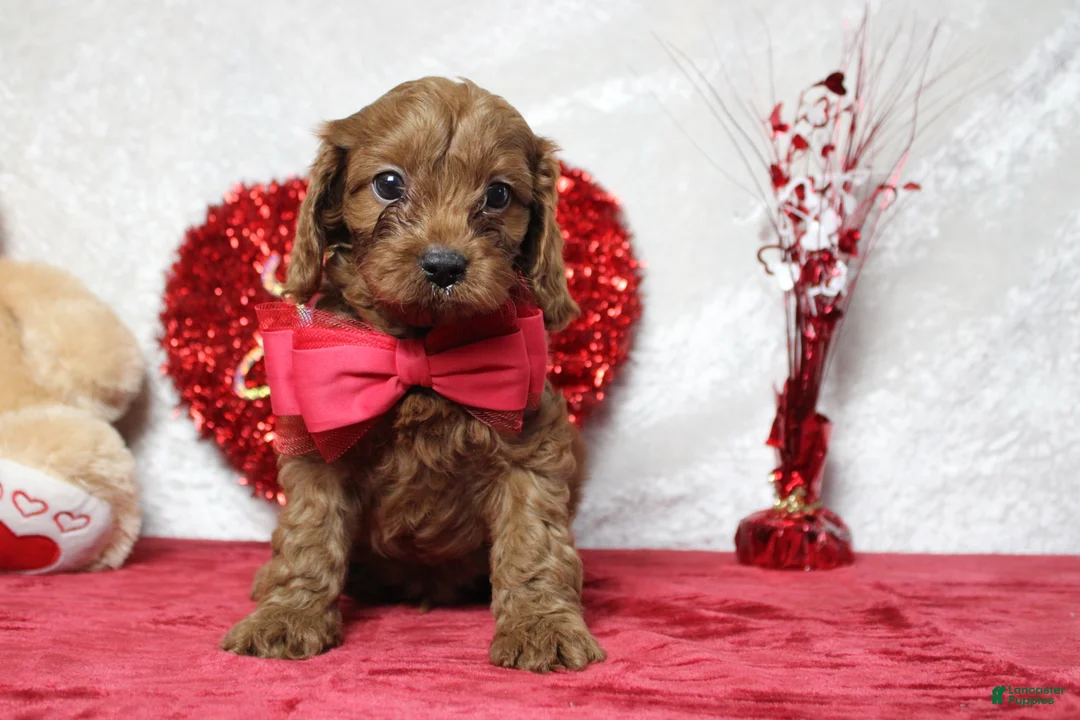 Cavapoo dogs for sale: Cinnamon  - Ad 4