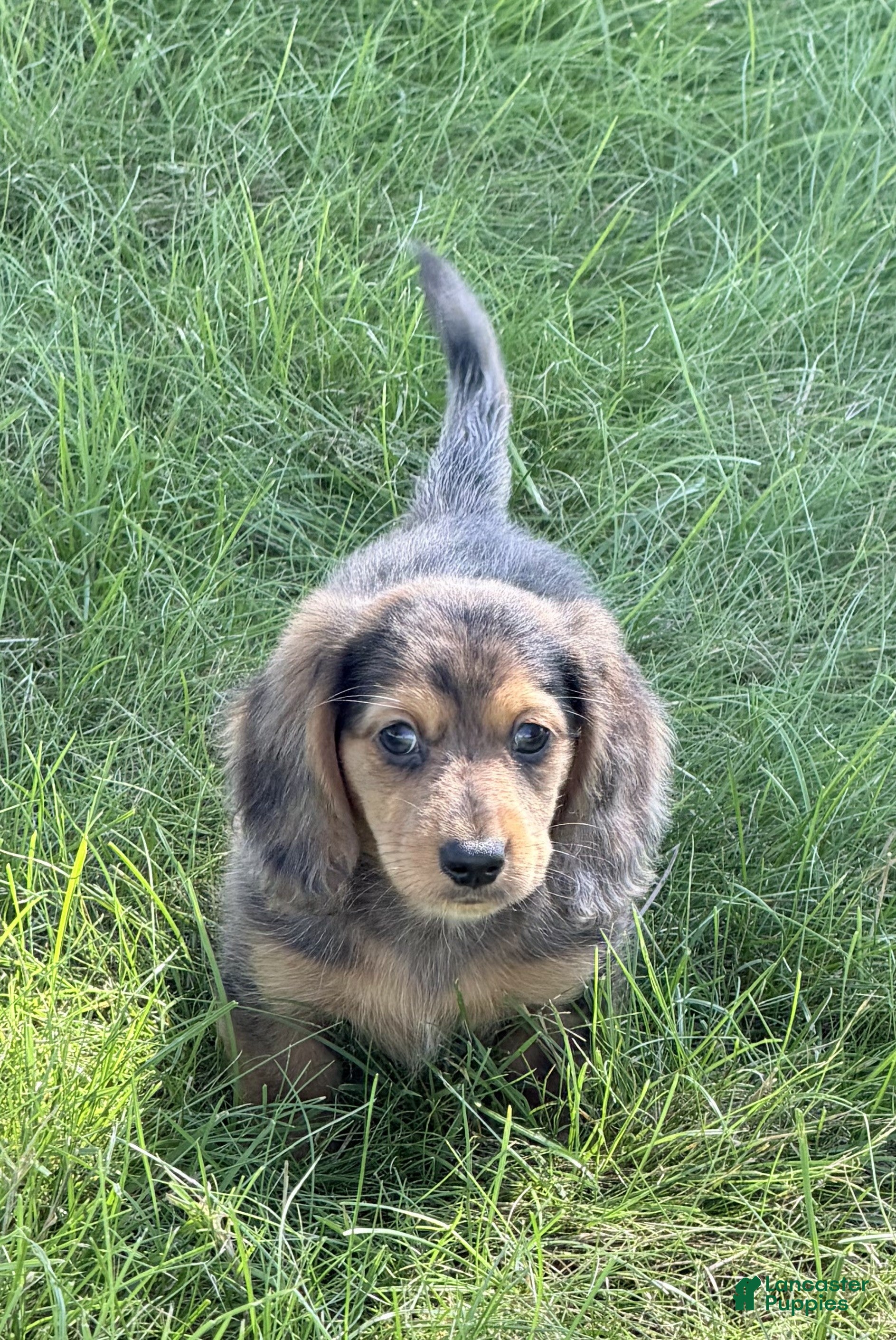 Miniature Dachshund dogs Cooper - Ad 2