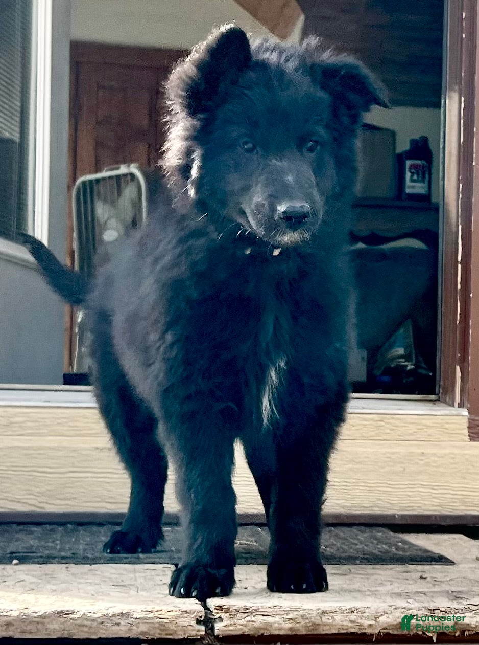 Belgian Tervuren dogs Belgian Tervuren Puppy 2 - Ad 1