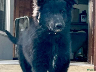 Belgian Tervuren dogs Belgian Tervuren Puppy 2 - Ad 14