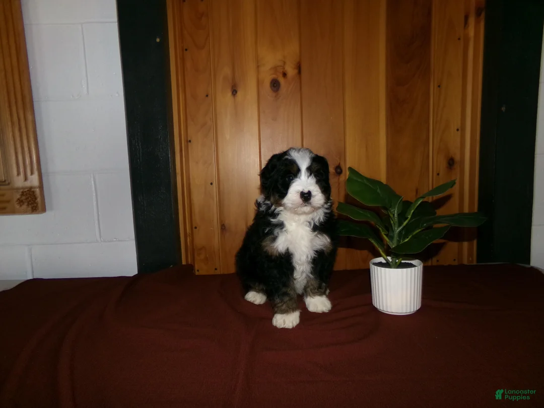 Mini Bernedoodle dogs for sale: Abby - Ad 5