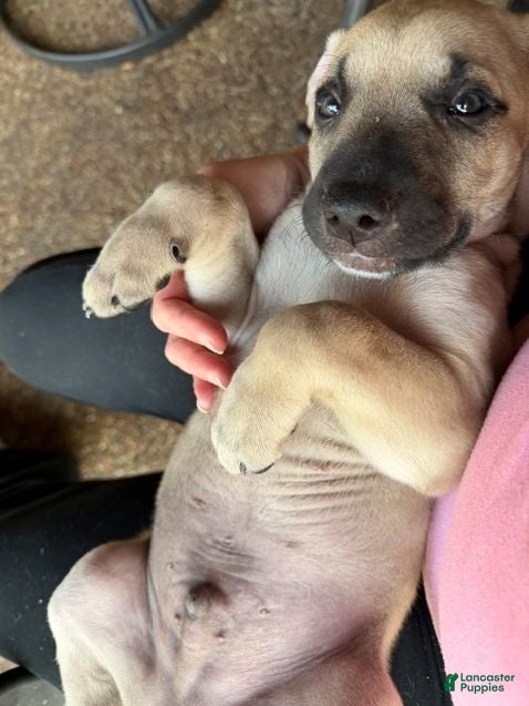 Black Mouth Cur dogs Black Mouth Cur 4 - Ad 1