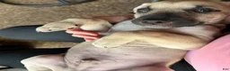 Black Mouth Cur dogs for sale: Black Mouth Cur 4 - Ad 1