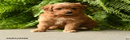 Mini Aussiedoodle dogs for sale: Ariel - Ad 1