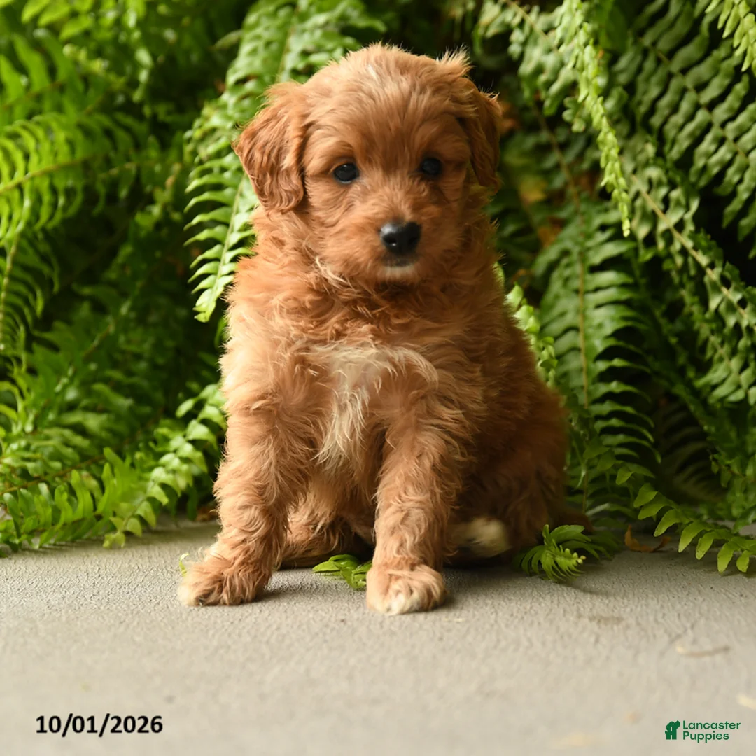 Mini Aussiedoodle dogs for sale: Ariel - Ad 1