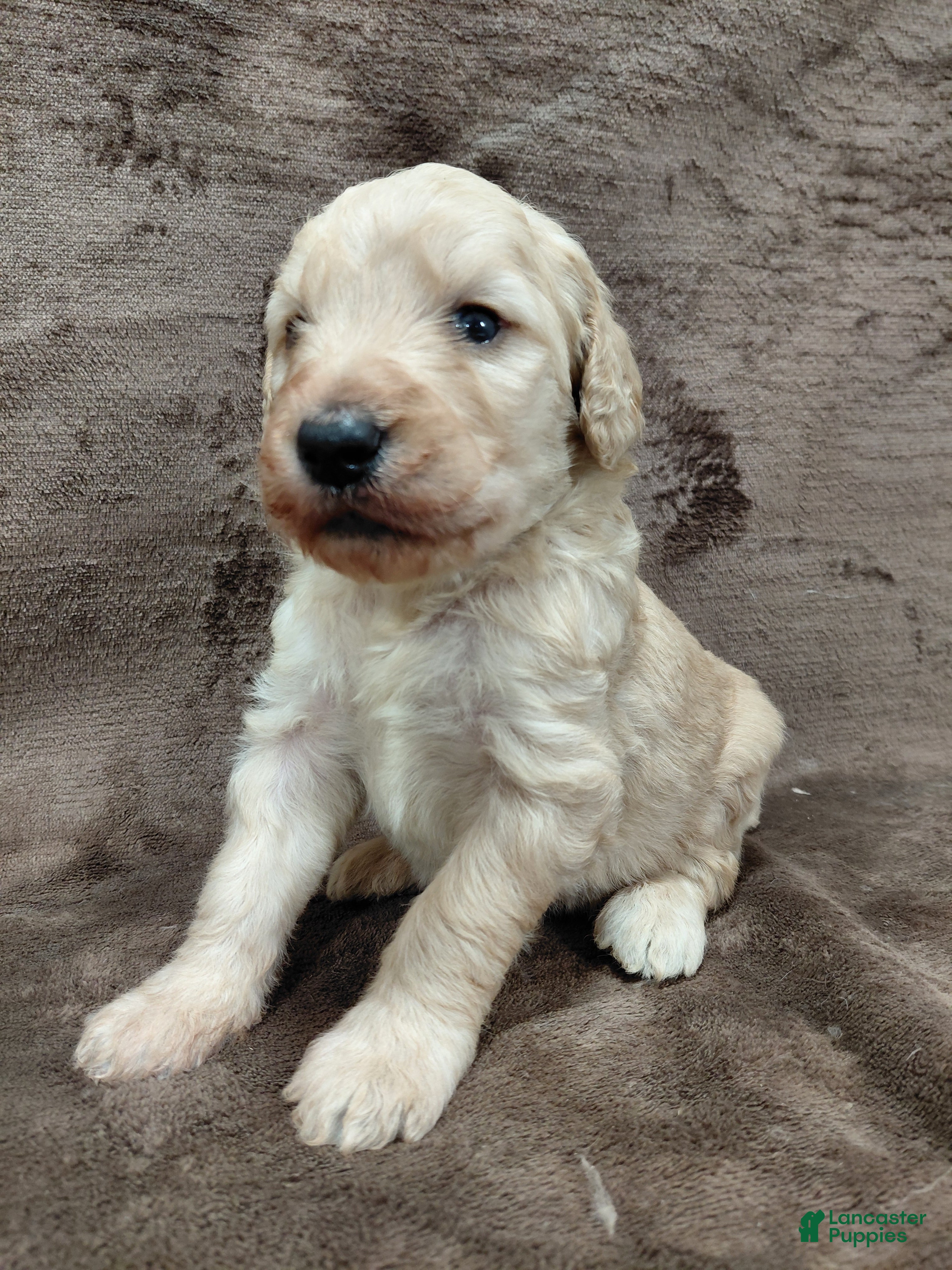 Goldendoodle dogs Felix Standard  - Ad 28