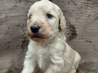 Goldendoodle dogs Felix Standard - Ad 28