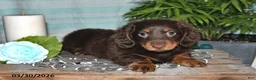 Miniature Dachshund dogs for sale: Cooper - Ad 5