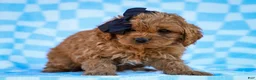Cavapoo dogs for sale: Tucker Cavapoo Pup - Ad 4