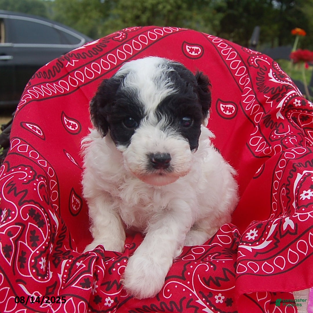 Toy Poodle dogs for sale: Blondie - Ad 4