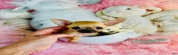 Chihuahua dogs for sale: Teacup/Pocketbook Chihuahua 1 - Ad 4