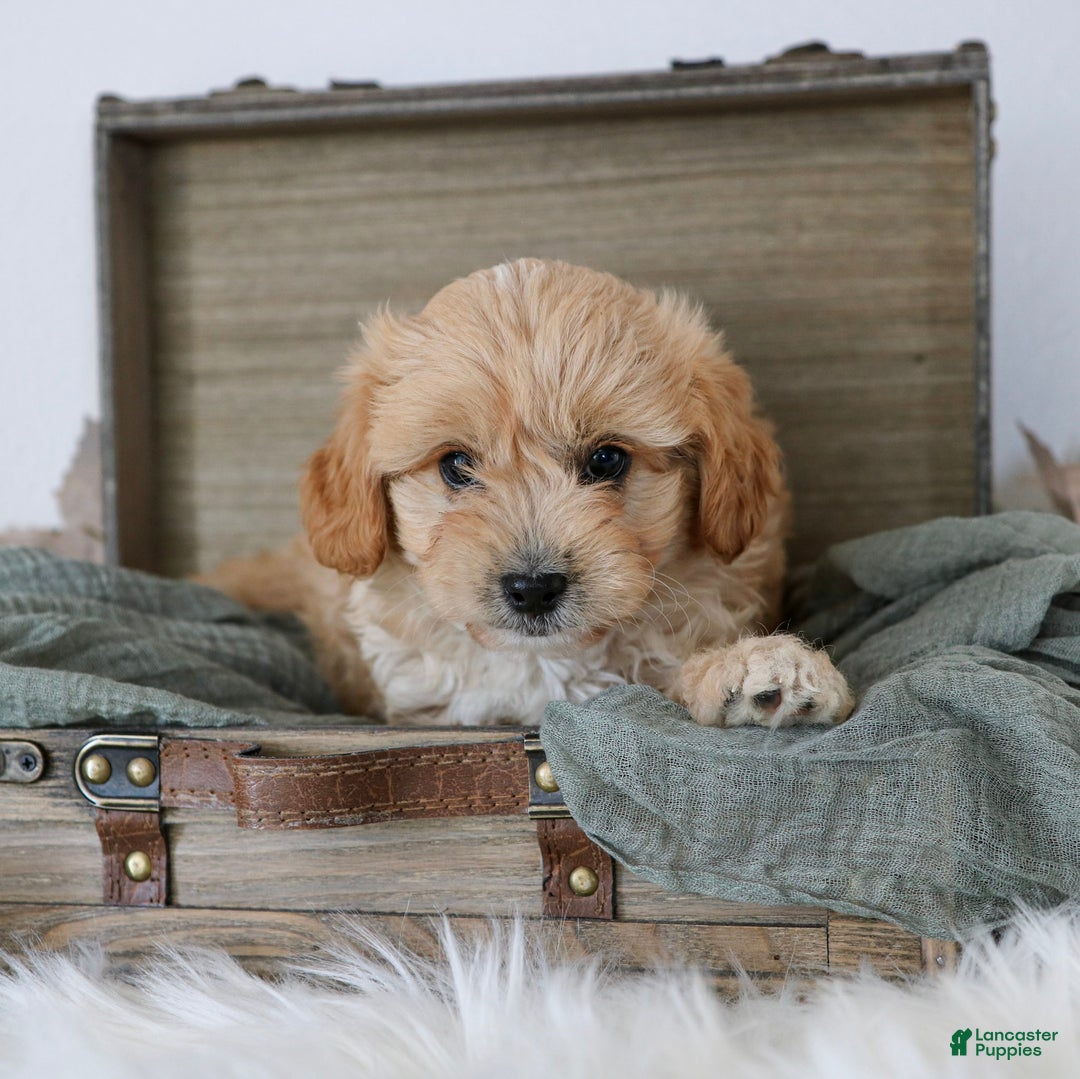 Cavapoo dogs for sale: Queen  - Ad 1