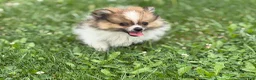 Pomeranian dogs for sale: ACA Troy  - Ad 6