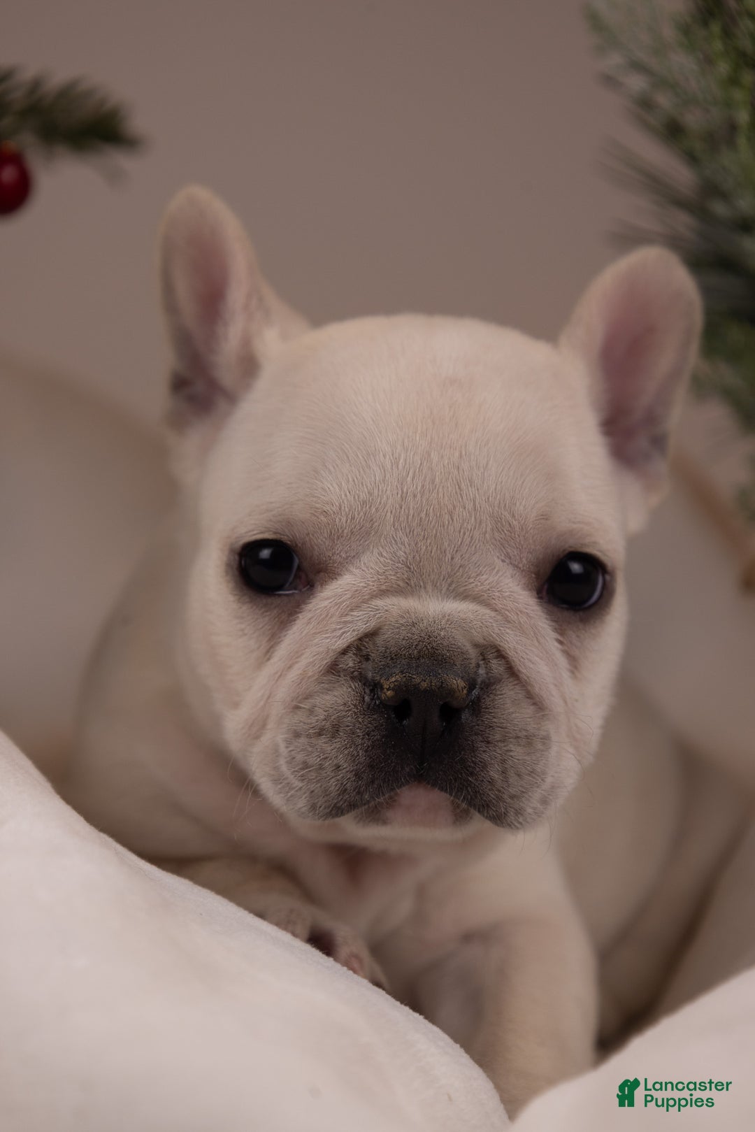 French Bulldog dogs for sale: Bluey - Ad 10