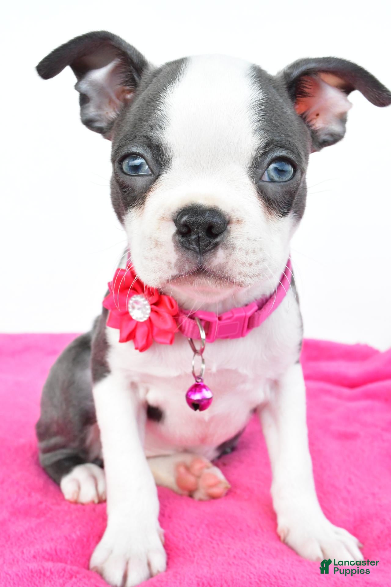Boston Terrier dogs Sophie - Ad 2